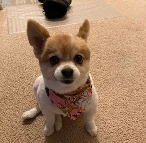 Meet your Posher, Deborah